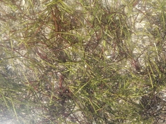 Syringodium filiforme