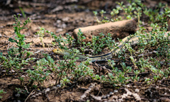 Coelognathus radiatus