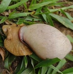 Megalobulimus