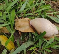 Megalobulimus