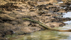 Coelognathus radiatus