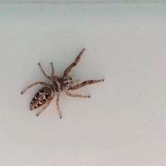 Dendryphantes