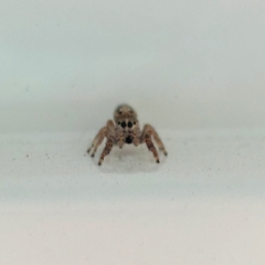 Dendryphantes
