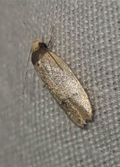 Eulechria hemisphaerica