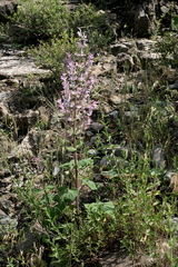 Salvia sclarea
