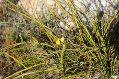 Bobartia gladiata