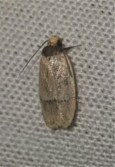 Eulechria hemisphaerica