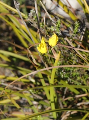 Bobartia gladiata