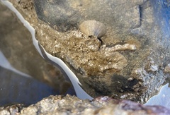 Amphibalanus amphitrite