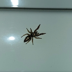 Dendryphantes