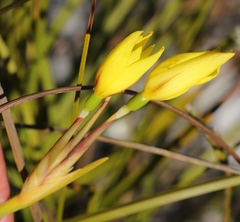 Bobartia gladiata