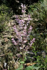 Salvia sclarea