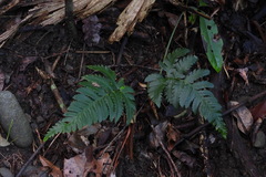 Dryopteris varia