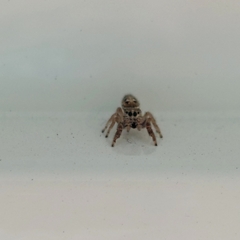 Dendryphantes