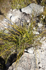 Bobartia gladiata