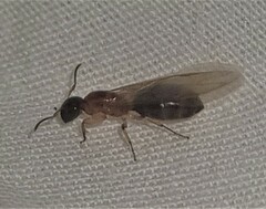 Colobopsis macrocephala