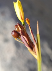 Bobartia gladiata