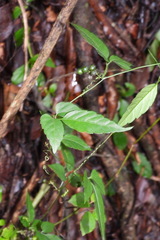 Gynostemma pentaphyllum