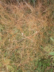 Cuscuta campestris