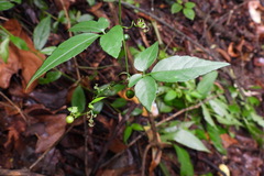 Gynostemma pentaphyllum