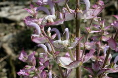 Salvia sclarea