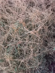 Cuscuta campestris