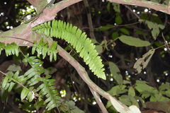 Arthropteris palisotii