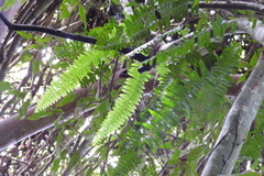 Arthropteris palisotii