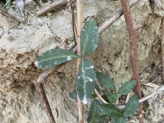 Tetrastigma formosanum