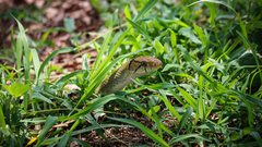 Coelognathus radiatus