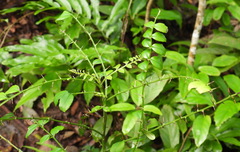 Zanthoxylum scandens