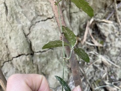 Tetrastigma formosanum