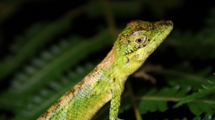 Pseudocalotes tympanistriga