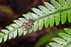 Physopelta quadriguttata
