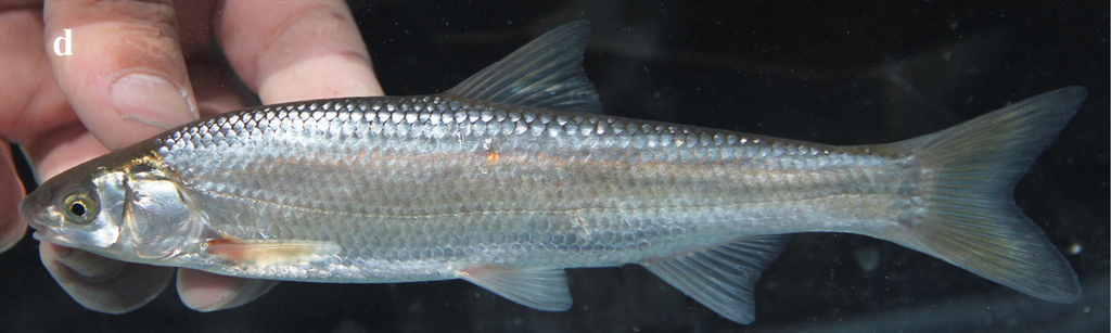 Caucasian bleak (Leucalburnus satunini) — Cyprinidae