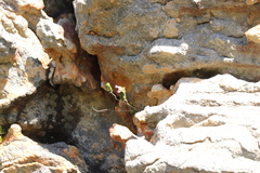 Sonderothamnus petraeus