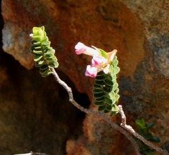 Sonderothamnus petraeus