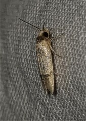 Eulechria hemisphaerica