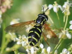 Chrysotoxum festivum