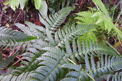 Dryopteris varia
