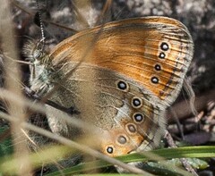 Coenonympha amaryllis