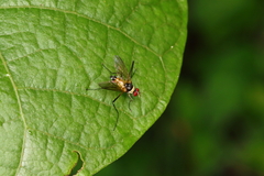 Cholomyia inaequipes