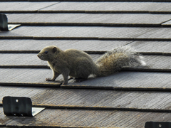 Callosciurus erythraeus