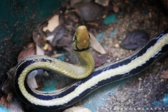 Coelognathus radiatus