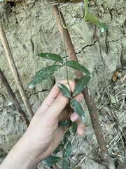 Tetrastigma formosanum