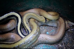 Coelognathus radiatus