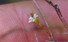 Coleonema juniperinum