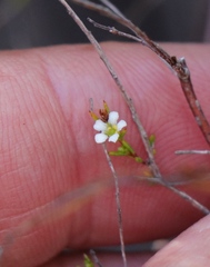 Coleonema juniperinum