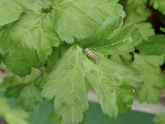 Syrphidae