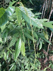 Petiveria alliacea